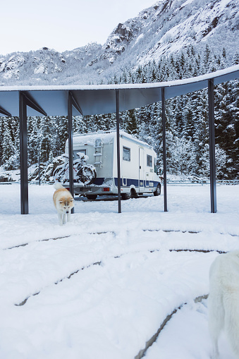 A camper van is nestled in a winter forest, with huskies enjoying the pristine snowy surroundings.