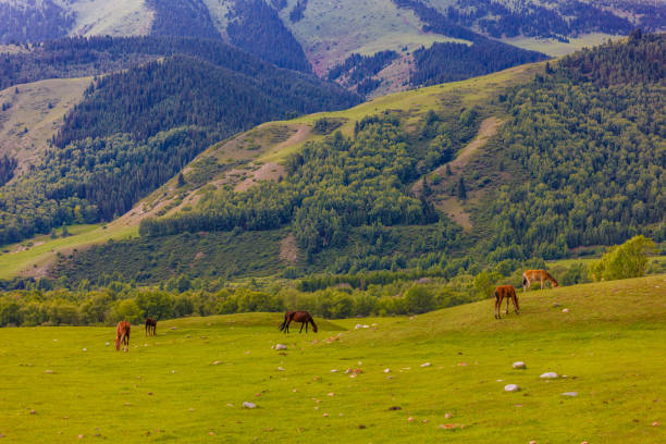 Horses peacefully graze in a grassy field surrounded by majestic green mountains, creating a picturesque natural landscape.
