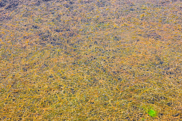 Dense floating curled pondweed potamogeton crispus on pond surface at sunny day, full-frame background.