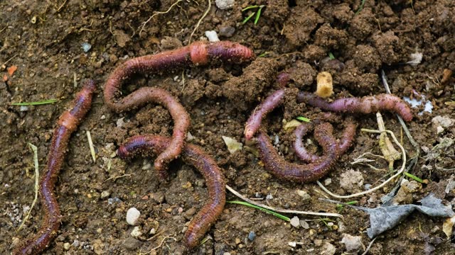 Worms moving in the soil
