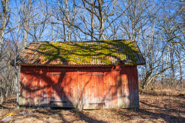 Old abandoned wooden shed in the forest