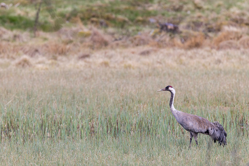 Crane standing and looking on a bog at spring