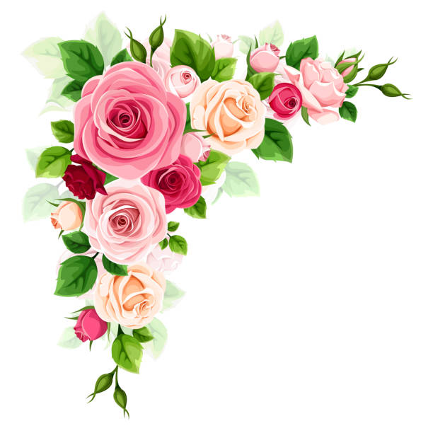 Roses corner border. Red, pink, and white roses corner design element. Vector illustration Roses corner border. Red, pink, and white roses corner design element isolated on a white background. Vector illustration pink flower frame stock illustrations