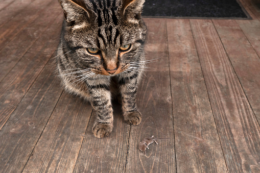 Portrait of a striped cat catching a mouse, the mouse is lying in front of the cat.