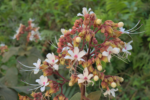 Clerodendrum infortunatum or Bhat flower, tropical, medicinal wild flower.