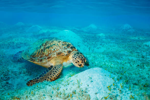 istock Sea turtle Underwater explore and enjoy, with green turtle eating sea grass on sandy bottom. Sea life 2148791052