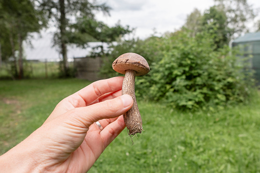 Mushroom in human hand, concept of mushroom picking.