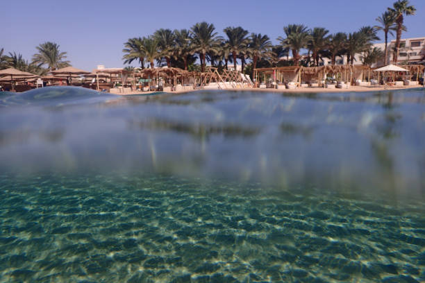 istock coral reef in the Red Sea 2148791552