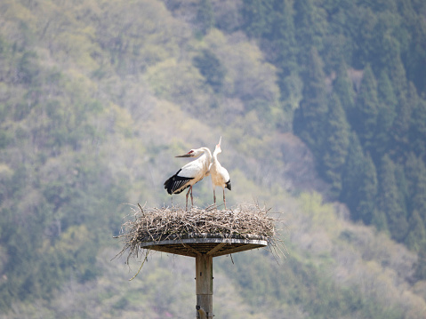 Pair of White Storks clattering on artificial nest tower