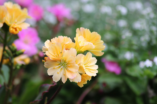 Beautiful yellow colored Lewisia cotyledon flowers is a species of flowering plant in the family Montiaceae known by the common names Siskiyou lewisia and cliff maids