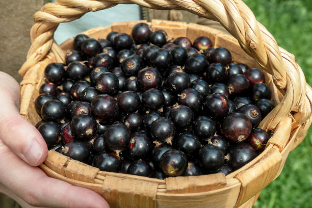 istock Fresh berries Black currants in a basket,close-up 2148792350