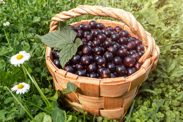 istock Fresh black currant berries grown in your own garden. 2148792364