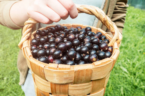 istock A man holding a full basket of blackcurrants 2148792366