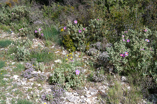 Garrigue or garrigue vegetation in Provence in the spring season. Les Baux de Provence, France.