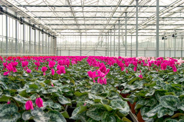 istock Greenhouse with flowering cyclamen plants 2148792514