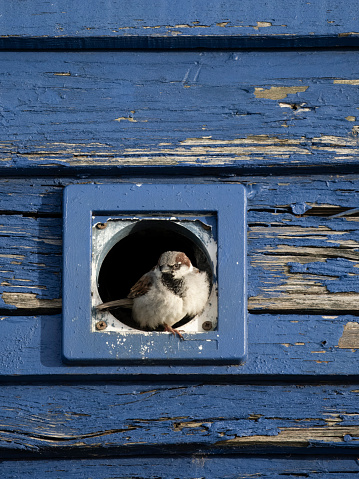 House sparrow, Passer domesticus, single male bird in nest hole, Kent, April 2024