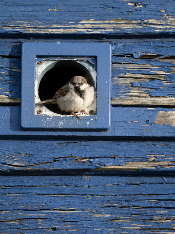 House sparrow, Passer domesticus, single male bird in nest hole, Kent, April 2024