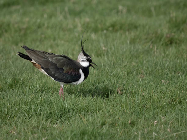 istock Northern lapwing, Vanellus vanellus 2148792702