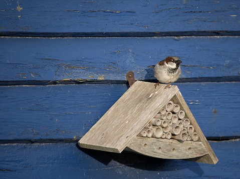 House sparrow, Passer domesticus, single male bird on insect nest box, Kent, April 2024