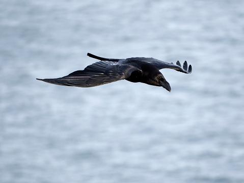 Raven, Corvus corax, single bird in flight, Kent, April 2024