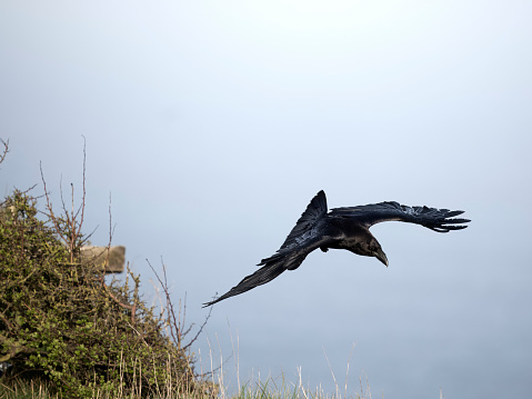 Raven, Corvus corax, single bird in flight, Kent, April 2024