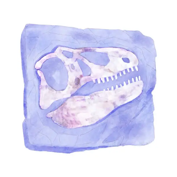 Vector illustration of Fossil of Tyrannosaurus rex skull dinosaur in rock . Watercolor paint design . Vector .