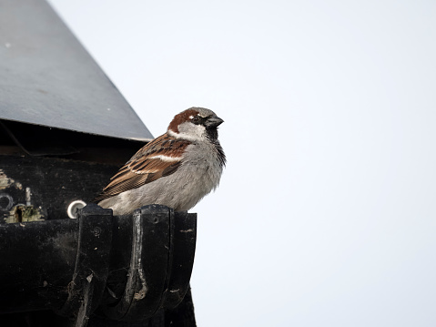 House sparrow, Passer domesticus, single male bird on roof gutter, Kent, April 2024