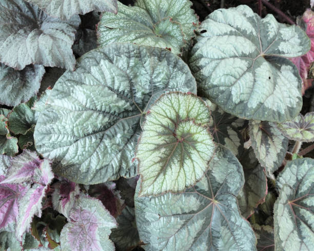 istock Top view various begonia leaves background 2148793058