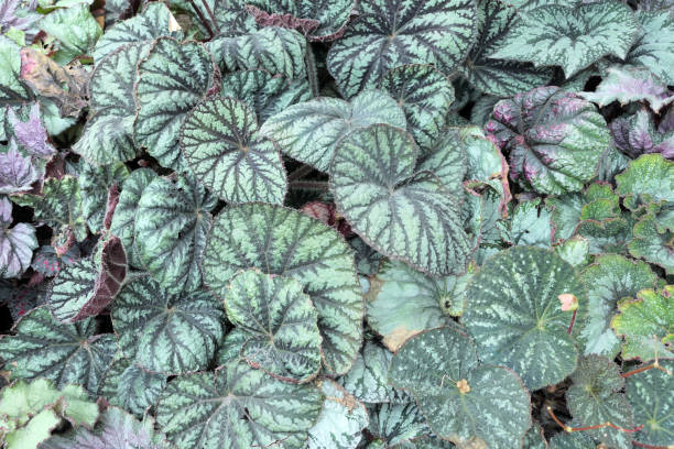 istock Top view various begonia leaves background 2148793059
