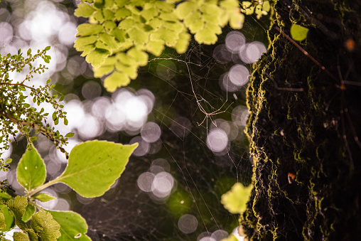 A spider web among the leaves in a natural park.