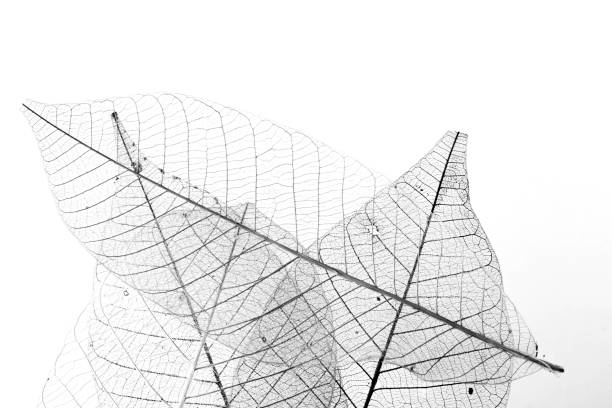 istock Single Leaf veins with a clipping path stock photo 2148793907