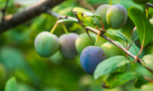 istock Plum tree branches with green unripe fruits 2148794072