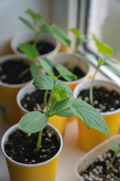 istock cucumber plant in a pot 2148794276
