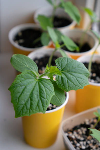 istock cucumber plant in a pot 2148794279