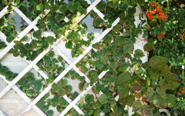 istock Green leaves and red flowers 2148794304