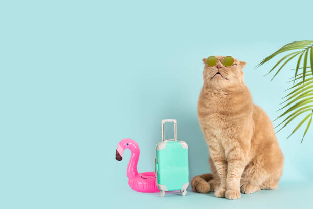 istock Summer vacation creative concept. Funny cat wearing sunglasses is sitting next to a blue suitcase and flamingo rubber ring. Ready for vacation. Pet Travel concept. Tour sale, tour operator promotion 2148794662