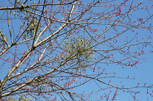 Blue sky nature landscape. Parasite on tree branch.