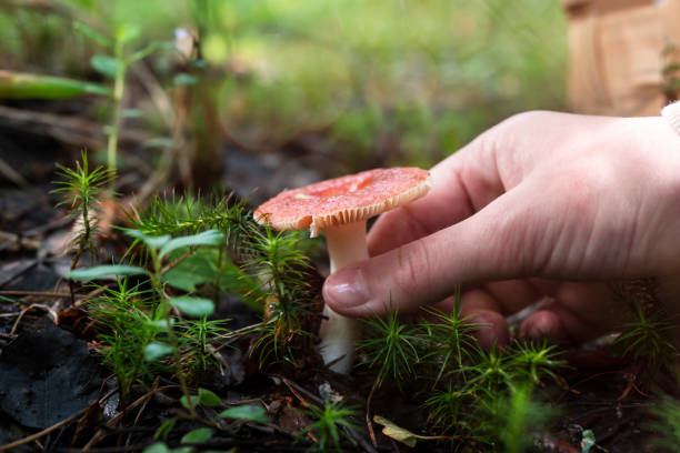 istock A man's hand picks a mushroom in the forest. 2148794989