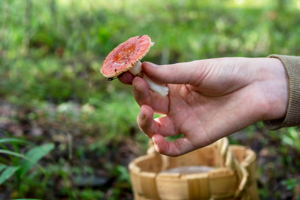 mushroom in a man's hand, mushroom picking, favorite hobby.