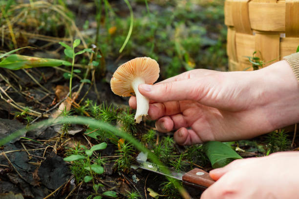 mushroom in a man's hand, mushroom picking, favorite hobby.