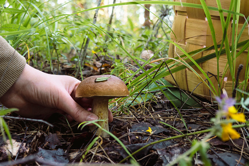 Green grass, natural outdoors. Mushroom picking concept.