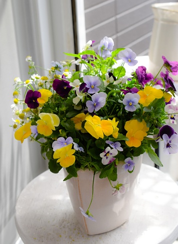 pansy and chamomile flowers in a pot.