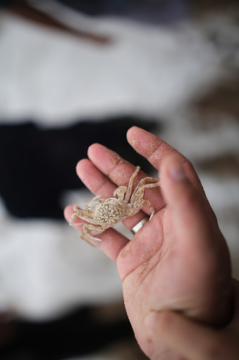 hand holding crab cubs