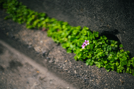 Weed flowers growing on the road surface.