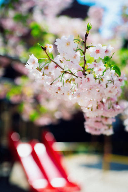 Cherry blossoms in the park.
