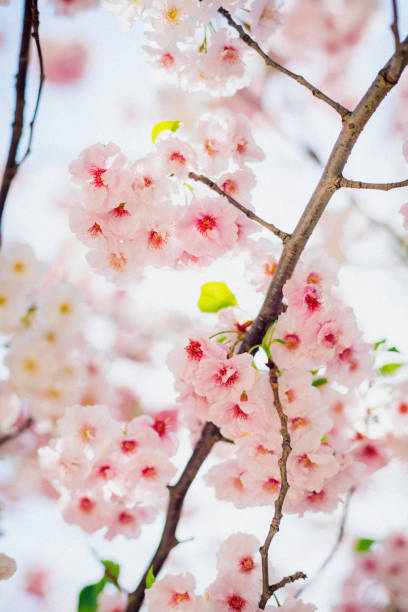 Cherry blossoms in the park.