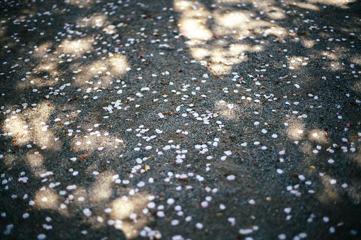 Scattered cherry petals