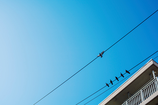 Electric wires and pigeons.