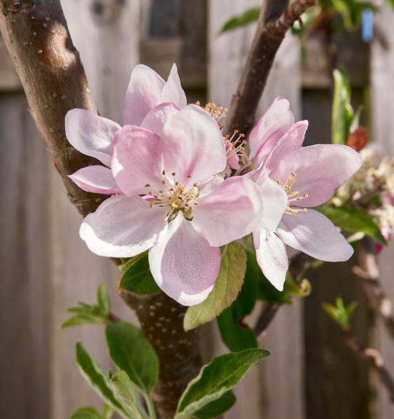 Branch of a blossoming apple tree in spring, macro. stock photo