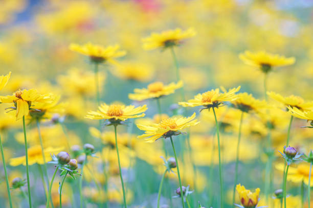 A vibrant field of yellow cosmos flowers stretches under the sunlight, creating a cheerful and lively atmosphere.